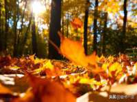 濮阳市鑫众博电子科技有限公司
