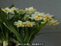 濮阳市鑫众博电子科技有限公司