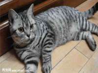 濮阳市鑫众博电子科技有限公司